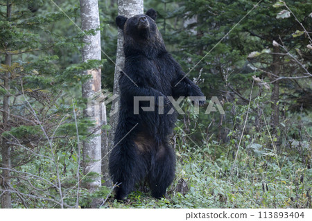 Brown bear rubbing its back 113893404