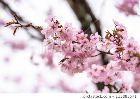 Spring Sakura Pass: Full-bloomed Ooyamazakura cherry blossoms in Kitashiobara Village, Fukushima Prefecture 113893571