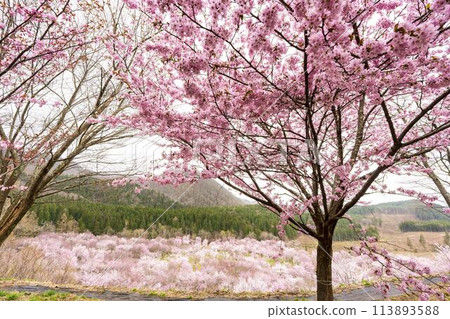 Spring Sakura Pass: Full-bloomed Ooyamazakura cherry blossoms in Kitashiobara Village, Fukushima Prefecture 113893588