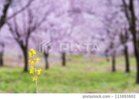 春天的櫻花通道，盛開的大山櫻，福島縣北鹽原村 113893602