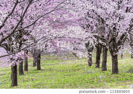 Spring Sakura Pass: Full-bloomed Ooyamazakura cherry blossoms in Kitashiobara Village, Fukushima Prefecture 113893603