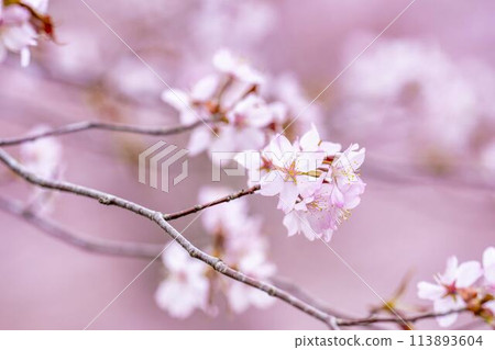 Spring Sakura Pass: Full-bloomed Ooyamazakura cherry blossoms in Kitashiobara Village, Fukushima Prefecture Spring Sakura Pass: Full-bloomed Ooyamazakura cherry blossoms in Kitashiobara Village, Fukushima Prefecture 113893604
