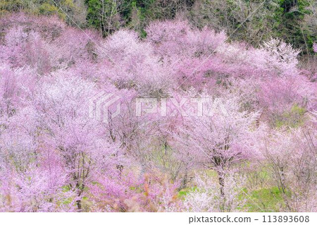 Spring Sakura Pass: Full-bloomed Ooyamazakura cherry blossoms in Kitashiobara Village, Fukushima Prefecture 113893608