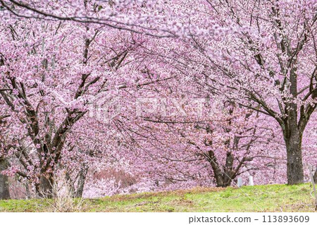 Spring Sakura Pass: Full-bloomed Ooyamazakura cherry blossoms in Kitashiobara Village, Fukushima Prefecture 113893609