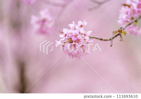 Spring Sakura Pass: Full-bloomed Ooyamazakura cherry blossoms in Kitashiobara Village, Fukushima Prefecture 113893610