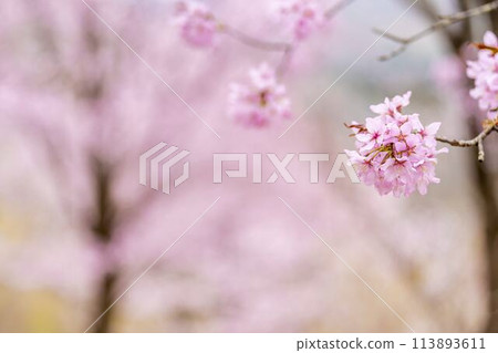 Spring Sakura Pass: Full-bloomed Ooyamazakura cherry blossoms in Kitashiobara Village, Fukushima Prefecture 113893611