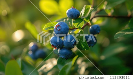Fresh Organic Blueberries on the bush. close up 113893911