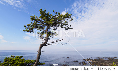 Summer at Araki Beach in Yokosuka City, Kanagawa Prefecture on the Shonan Miura Peninsula 113894016