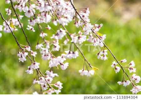 Spring cherry blossom trees along the Nicchu Line in Kitakata, Fukushima Prefecture Spring cherry blossom trees along the Nicchu Line in Kitakata, Fukushima Prefecture 113894304