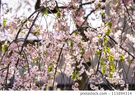 Spring cherry blossom trees along the Nicchu Line in Kitakata, Fukushima Prefecture Spring cherry blossom trees along the Nicchu Line in Kitakata, Fukushima Prefecture 113894314