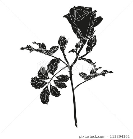 Wild roses flower with leaves. Black silhouette hand drawn illustration for card, logo or wedding invitations. Elegance vector, isolated on white background. Wild roses flower with leaves. Black silhouette hand drawn illustration for card, logo or wedding invitations. Elegance vector, isolated on white background. 113894361