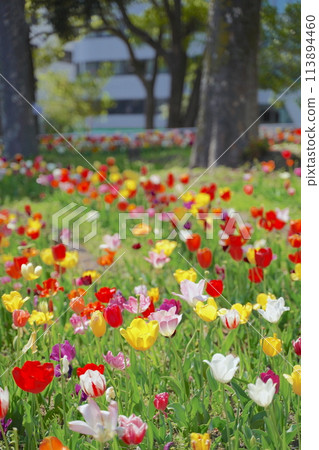 日本的春天,橫濱公園的鬱金香花 日本的春天,橫濱公園的鬱金香花 113894460