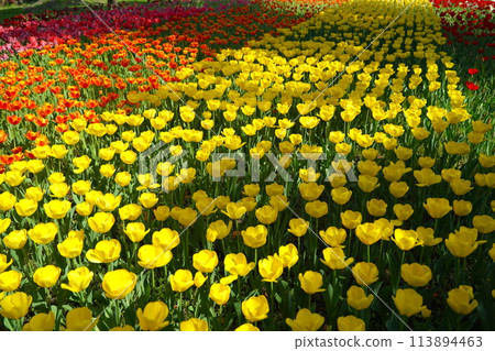 Tulip flowers in Yokohama park, spring in Japan 113894463