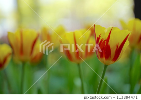 Tulip flowers in Yokohama park, spring in Japan Tulip flowers in Yokohama park, spring in Japan 113894471