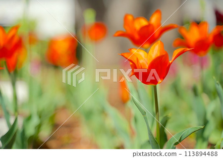 日本的春天，橫濱公園的鬱金香花 113894488