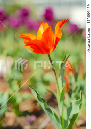 Tulip flowers in Yokohama park, spring in Japan 113894489