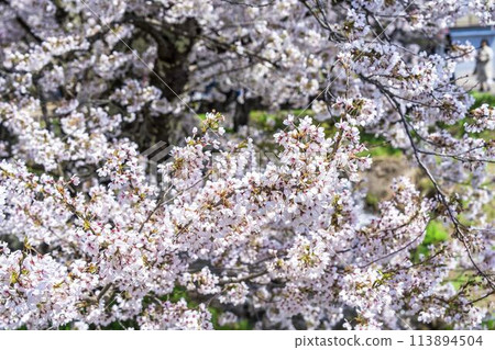 福島縣豬苗代町，春天的櫻花樹排，觀音寺川櫻花盛開 113894504