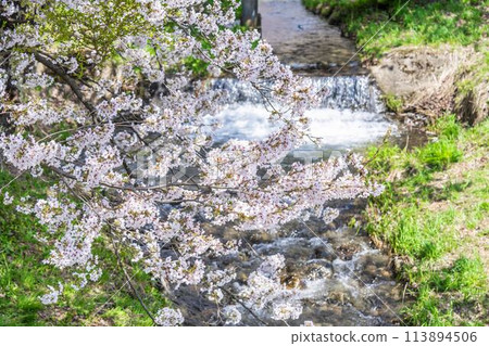 福島縣豬苗代町，春天的櫻花樹排，觀音寺川櫻花盛開 113894506