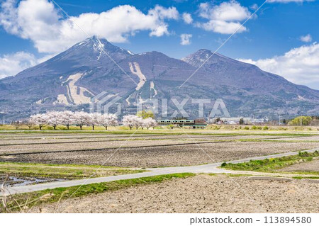 福島縣豬苗代町萬代山的春天櫻花樹和萬代西線的列車 113894580