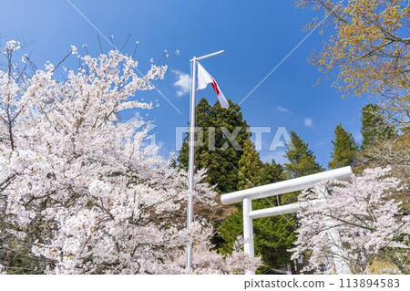 福島縣豬苗代町春天的道津神社、白色鳥居和盛開的櫻花 福島縣豬苗代町春天的道津神社、白色鳥居和盛開的櫻花 113894583
