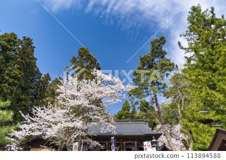Spring at Tsuchi Shrine: Cherry blossoms in full bloom and soap bubbles, Inawashiro Town, Fukushima Prefecture 113894588