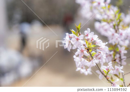 春天的道津神社，櫻花盛開，肥皂泡，福島縣豬苗代町 113894592