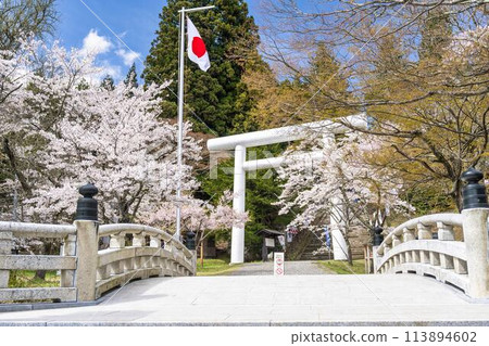 福島縣豬苗代町春天的道津神社、白色鳥居和盛開的櫻花 113894602