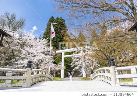 Spring at Tsuchi Shrine: White torii gates and cherry blossoms in full bloom, Inawashiro Town, Fukushima Prefecture 113894604