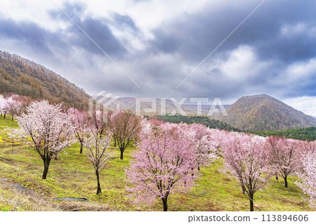 Spring Sakura Pass: Full-bloomed Ooyamazakura cherry blossoms in Kitashiobara Village, Fukushima Prefecture 113894606