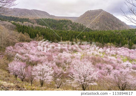 春天的櫻花通道,盛開的大山櫻,福島縣北鹽原村 春天的櫻花通道,盛開的大山櫻,福島縣北鹽原村 113894617