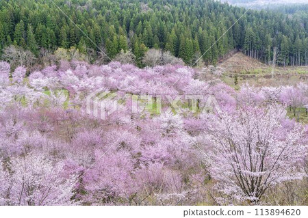 Spring Sakura Pass: Full-bloomed Ooyamazakura cherry blossoms in Kitashiobara Village, Fukushima Prefecture 113894620