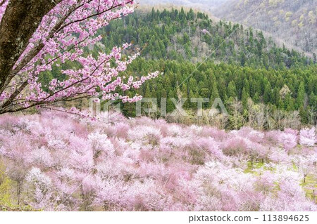 春天的櫻花通道，盛開的大山櫻，福島縣北鹽原村 113894625
