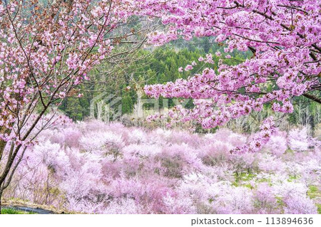 Spring Sakura Pass: Full-bloomed Ooyamazakura cherry blossoms in Kitashiobara Village, Fukushima Prefecture Spring Sakura Pass: Full-bloomed Ooyamazakura cherry blossoms in Kitashiobara Village, Fukushima Prefecture 113894636