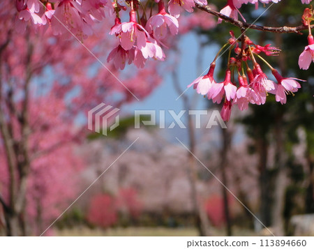 Cherry blossom, branch tip-4 Cherry blossom, branch tip-4 113894660