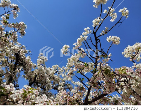 Cherry Blossoms Cherry Blossoms 113894710