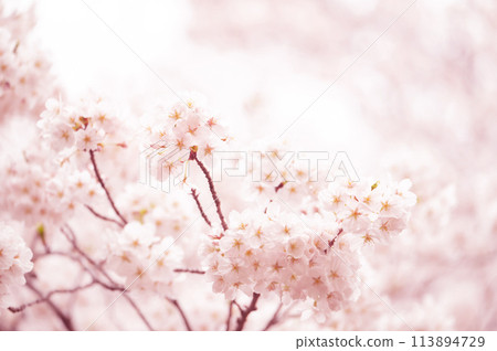 Cherry blossom, cherry tree, full bloom Cherry blossom, cherry tree, full bloom 113894729