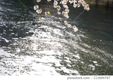Cherry blossoms and flower raft petals on Ooka River in Yokohama, Kanagawa Prefecture, Japan 113894787