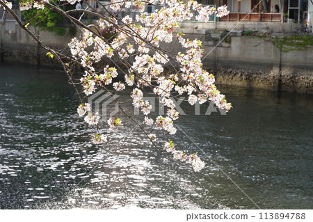 Cherry blossoms and flower raft petals on Ooka River in Yokohama, Kanagawa Prefecture, Japan Cherry blossoms and flower raft petals on Ooka River in Yokohama, Kanagawa Prefecture, Japan 113894788