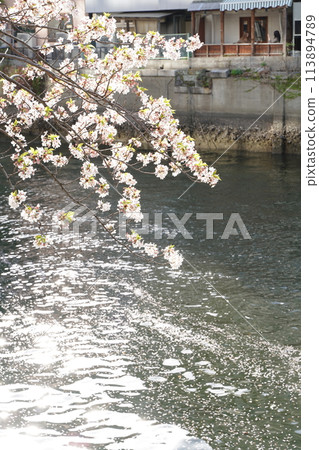 Cherry blossoms and flower raft petals on Ooka River in Yokohama, Kanagawa Prefecture, Japan Cherry blossoms and flower raft petals on Ooka River in Yokohama, Kanagawa Prefecture, Japan 113894789
