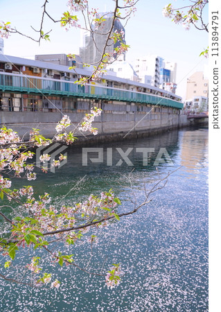 Cherry blossoms and flower raft petals on Ooka River in Yokohama, Kanagawa Prefecture, Japan Cherry blossoms and flower raft petals on Ooka River in Yokohama, Kanagawa Prefecture, Japan 113894791