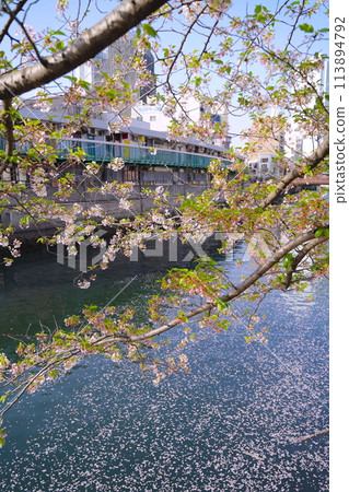 Cherry blossoms and flower raft petals on Ooka River in Yokohama, Kanagawa Prefecture, Japan Cherry blossoms and flower raft petals on Ooka River in Yokohama, Kanagawa Prefecture, Japan 113894792