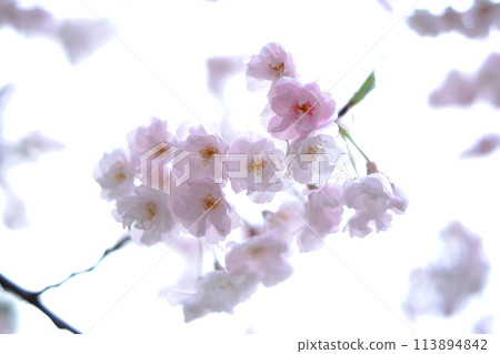 Scenery with cherry blossoms 113894842