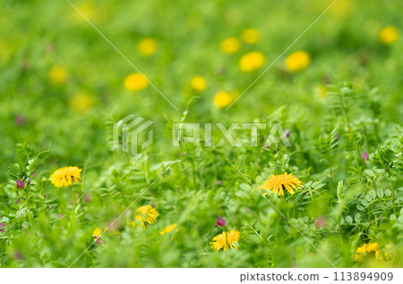 開花在領域的蒲公英 113894909