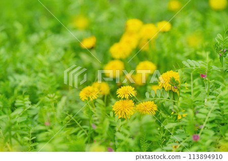 開花在領域的蒲公英 113894910