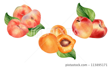 Watercolor set of fresh various peaches and apricot isolated on white. Hand drawn fruits illustration. Whole and sliced nectarines painted. Design element for package, label and other project 113895171