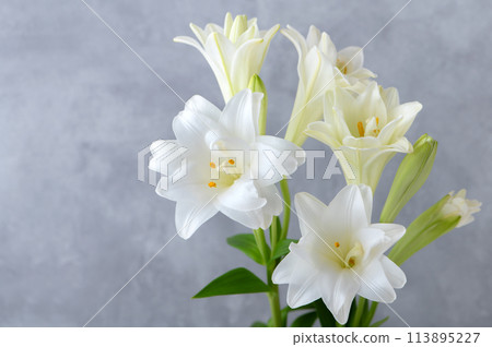 雙花長百合 113895227