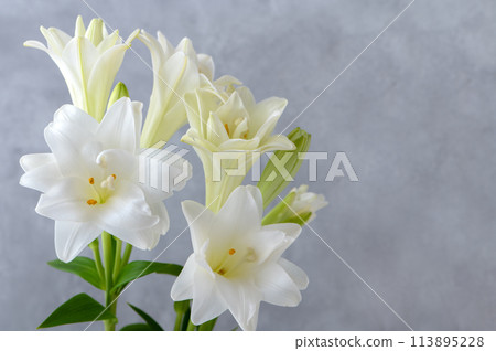 Double-flowered trumpet lily Double-flowered trumpet lily 113895228