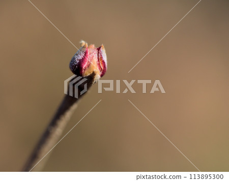 二月樹上可愛的新芽 113895300