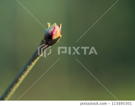 二月樹上可愛的新芽 二月樹上可愛的新芽 113895301