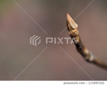 二月樹上可愛的新芽 二月樹上可愛的新芽 113895302